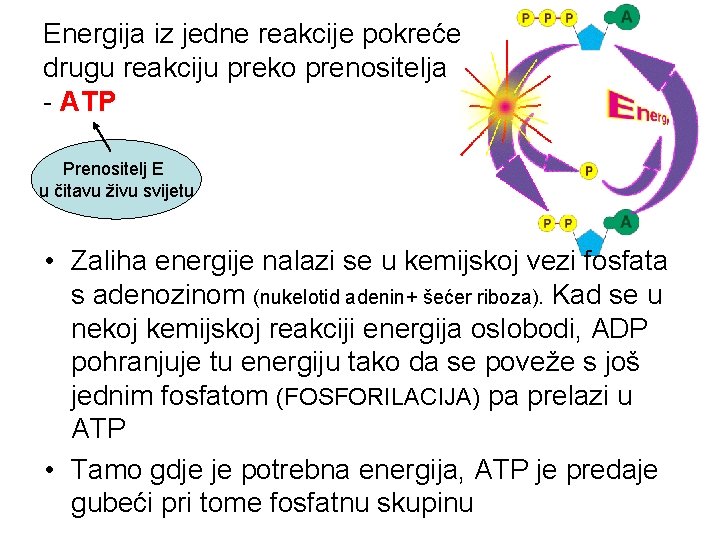 Energija iz jedne reakcije pokreće drugu reakciju preko prenositelja - ATP Prenositelj E u