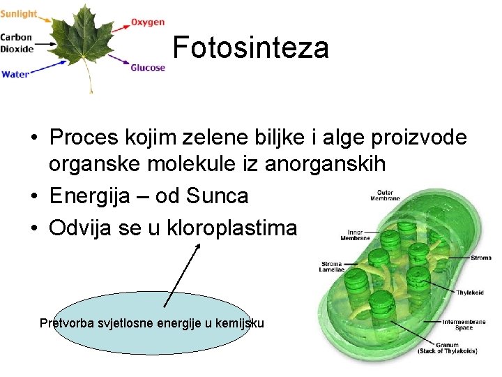 Fotosinteza • Proces kojim zelene biljke i alge proizvode organske molekule iz anorganskih •