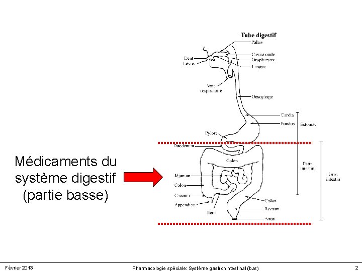 Médicaments du système digestif (partie basse) Février 2013 Pharmacologie spéciale: Système gastronintestinal (bas) 2 Médicaments du système digestif (partie basse) Février 2013 Pharmacologie spéciale: Système gastronintestinal (bas) 2