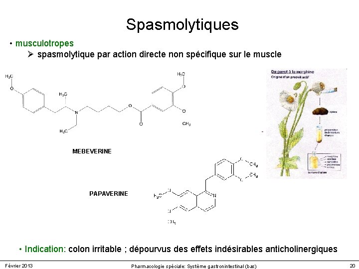 Spasmolytiques • musculotropes Ø spasmolytique par action directe non spécifique sur le muscle MEBEVERINE Spasmolytiques • musculotropes Ø spasmolytique par action directe non spécifique sur le muscle MEBEVERINE