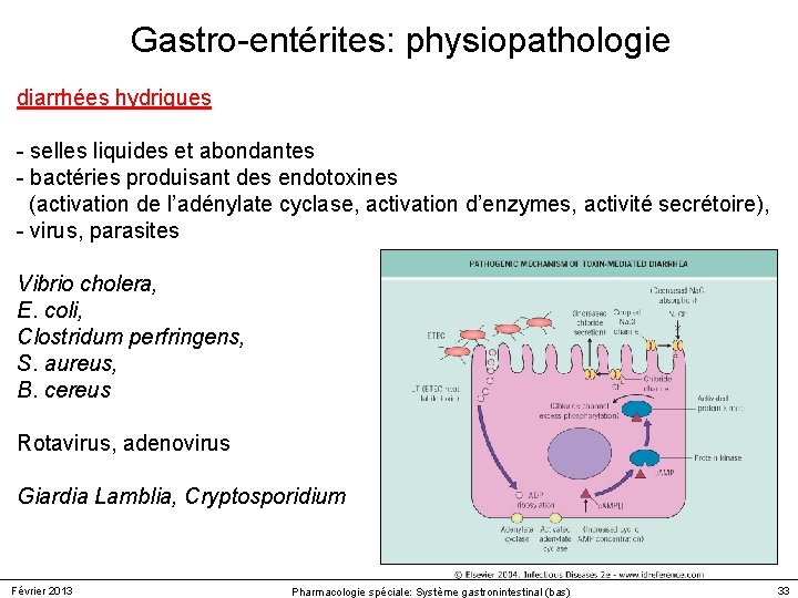 Gastro-entérites: physiopathologie diarrhées hydriques - selles liquides et abondantes - bactéries produisant des endotoxines Gastro-entérites: physiopathologie diarrhées hydriques - selles liquides et abondantes - bactéries produisant des endotoxines