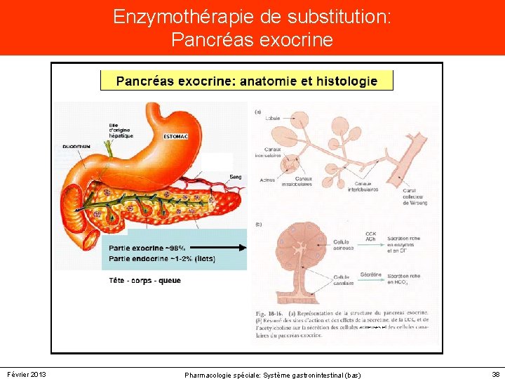 Enzymothérapie de substitution: Pancréas exocrine Février 2013 Pharmacologie spéciale: Système gastronintestinal (bas) 38 Enzymothérapie de substitution: Pancréas exocrine Février 2013 Pharmacologie spéciale: Système gastronintestinal (bas) 38