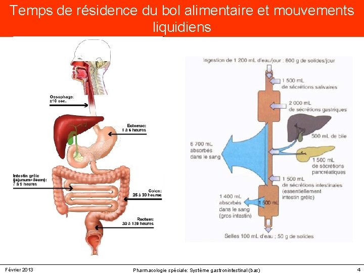 Temps de résidence du bol alimentaire et mouvements liquidiens Février 2013 Pharmacologie spéciale: Système Temps de résidence du bol alimentaire et mouvements liquidiens Février 2013 Pharmacologie spéciale: Système