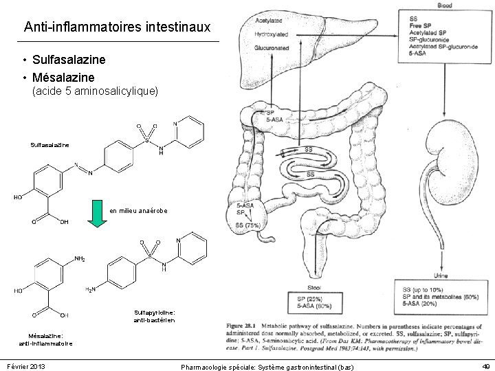 Anti-inflammatoires intestinaux • Sulfasalazine • Mésalazine (acide 5 aminosalicylique) Sulfasalazine en milieu anaérobe Sulfapyridine: Anti-inflammatoires intestinaux • Sulfasalazine • Mésalazine (acide 5 aminosalicylique) Sulfasalazine en milieu anaérobe Sulfapyridine: