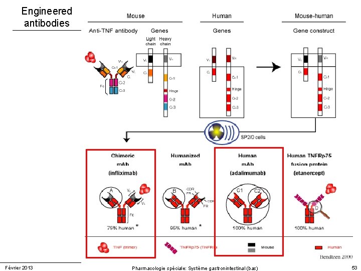 Engineered antibodies Février 2013 Pharmacologie spéciale: Système gastronintestinal (bas) 53 Engineered antibodies Février 2013 Pharmacologie spéciale: Système gastronintestinal (bas) 53