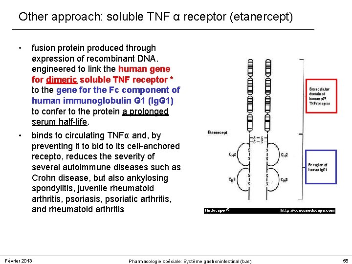 Other approach: soluble TNF α receptor (etanercept) • fusion protein produced through expression of Other approach: soluble TNF α receptor (etanercept) • fusion protein produced through expression of