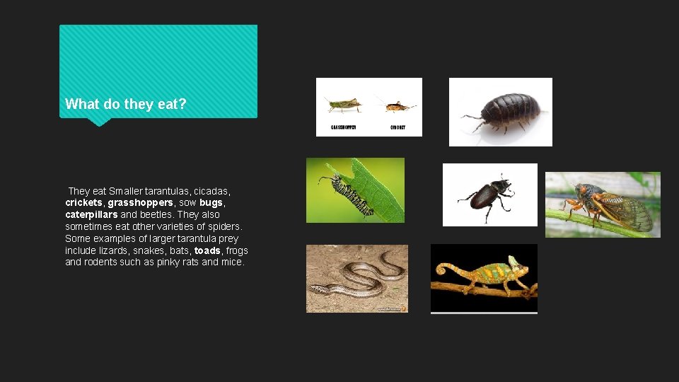 What do they eat? They eat Smaller tarantulas, cicadas, crickets, grasshoppers, sow bugs, caterpillars