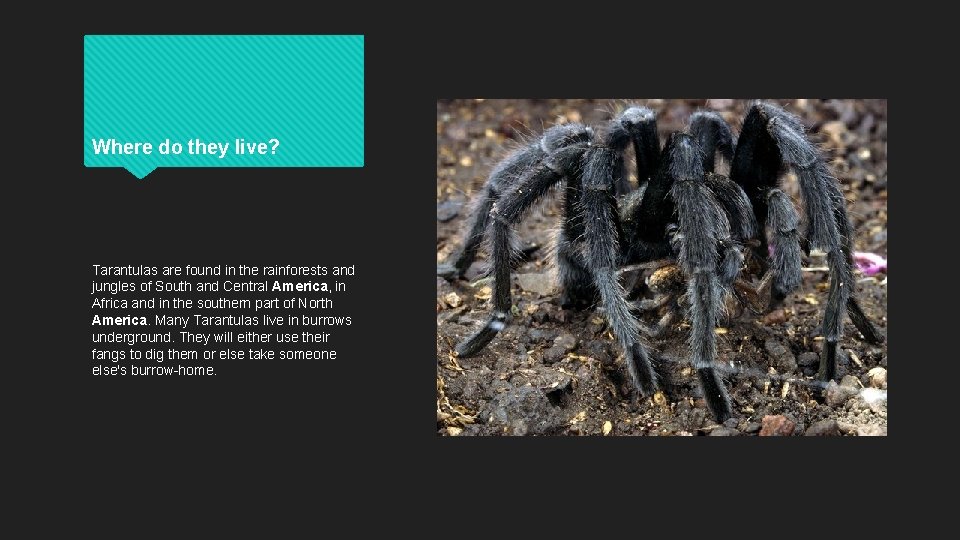 Where do they live? Tarantulas are found in the rainforests and jungles of South