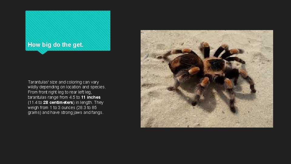 How big do the get. Tarantulas' size and coloring can vary wildly depending on