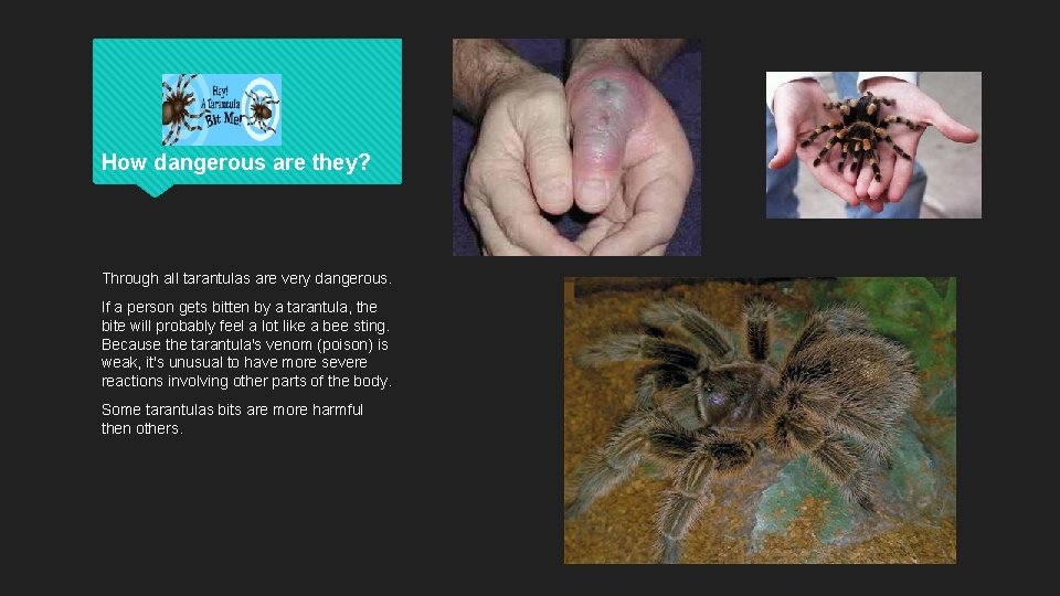 How dangerous are they? Through all tarantulas are very dangerous. If a person gets