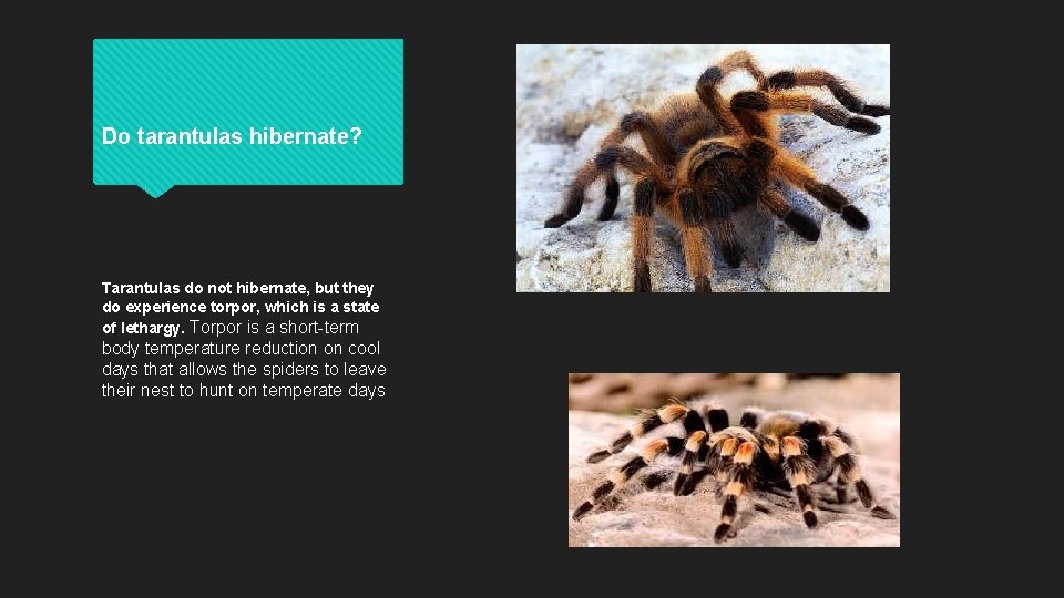 Do tarantulas hibernate? Tarantulas do not hibernate, but they do experience torpor, which is