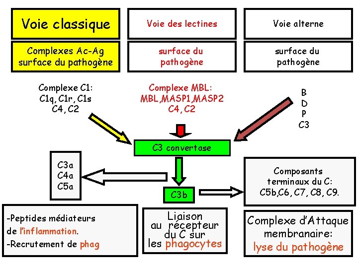 Voie classique Voie des lectines Voie alterne Complexes Ac-Ag surface du pathogène Complexe C