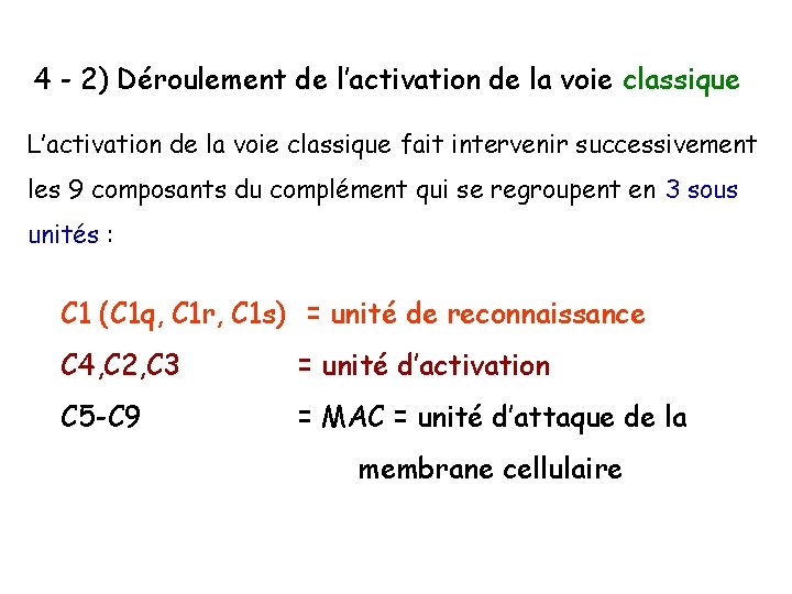 4 - 2) Déroulement de l’activation de la voie classique L’activation de la voie