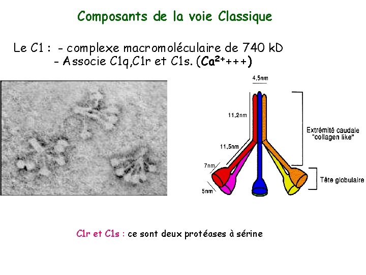 Composants de la voie Classique Le C 1 : - complexe macromoléculaire de 740