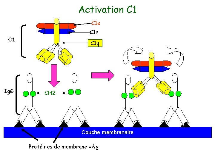 Activation C 1 s C 1 r C 1 Ig. G C 1 q