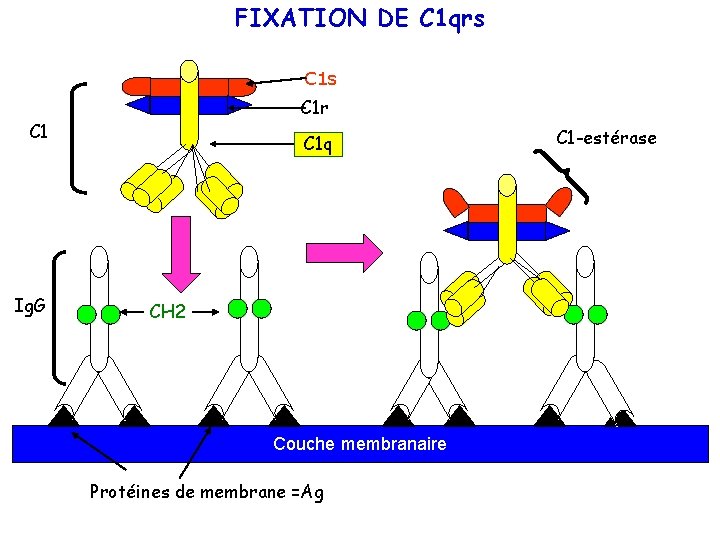 FIXATION DE C 1 qrs C 1 r C 1 Ig. G C 1