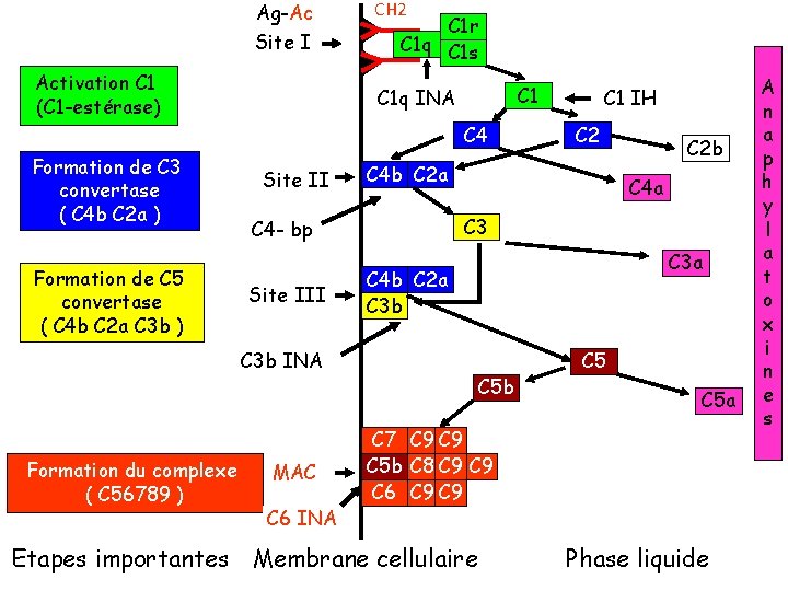 Ag-Ac Site I Activation C 1 (C 1 -estérase) CH 2 C 1 r