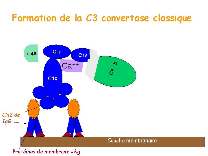Formation de la C 3 convertase classique C 1 s Ca++ b C 1