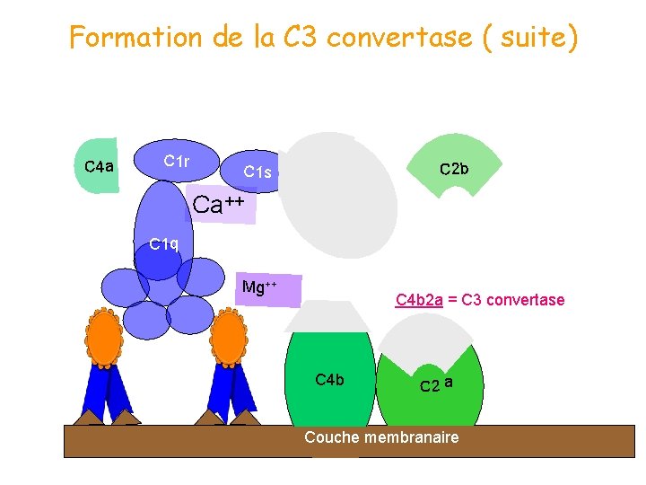 Formation de la C 3 convertase ( suite) C 4 a C 1 r