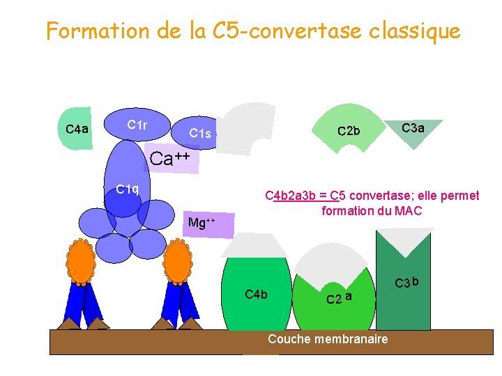 Formation de la C 5 -convertase classique C 4 a C 1 r C