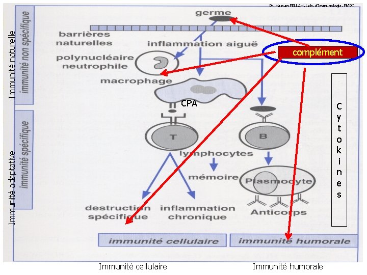 Immunité naturelle Pr. Hassan FELLAH. Lab. d’Immunologie. FMPC complément CPA Immunité adaptative C y