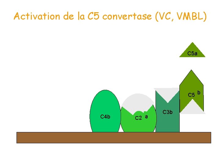 Activation de la C 5 convertase (VC, VMBL) C 5 a C 5 b