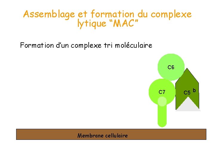 Assemblage et formation du complexe lytique “MAC” Formation d’un complexe tri moléculaire C 6