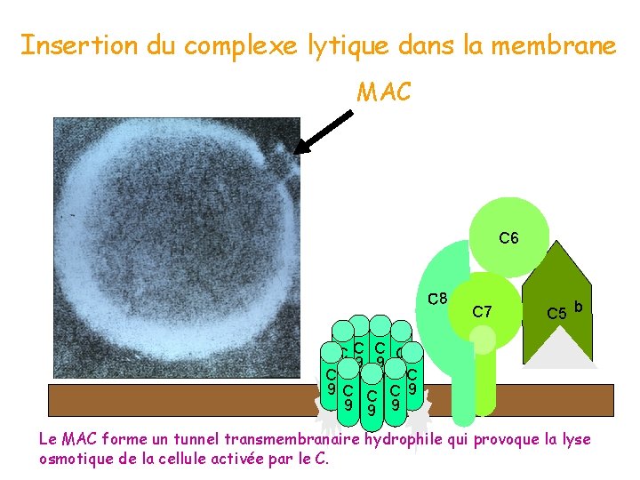 Insertion du complexe lytique dans la membrane MAC C 6 C 8 C 7