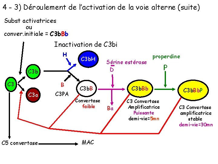 4 - 3) Déroulement de l’activation de la voie alterne (suite) Subst activatrices ou