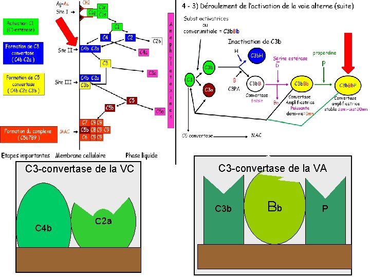 C 3 -convertase de la VC C 3 -convertase de la VA C 3