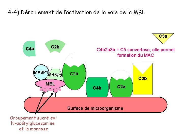 4 -4) Déroulement de l’activation de la voie de la MBL C 3 a