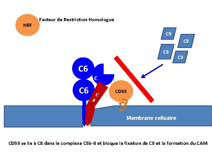 HRF Facteur de Restriction Homologue C 9 C 9 C 6 C 5 b.