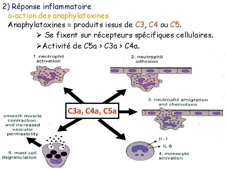 2) Réponse inflammatoire a-action des anaphylatoxines Anaphylatoxines = produits issus de C 3, C
