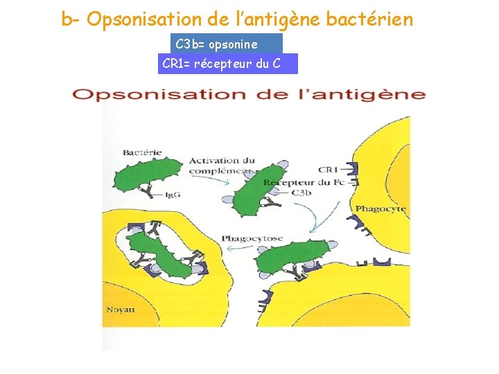 b- Opsonisation de l’antigène bactérien C 3 b= opsonine CR 1= récepteur du C