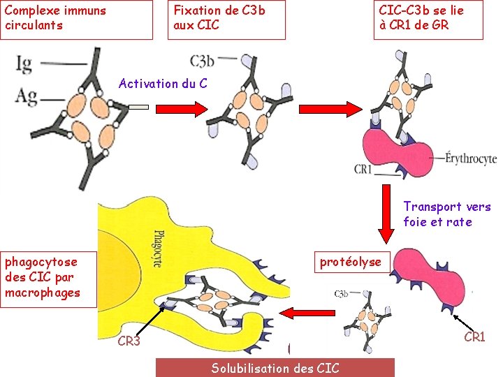Complexe immuns circulants Fixation de C 3 b aux CIC-C 3 b se lie