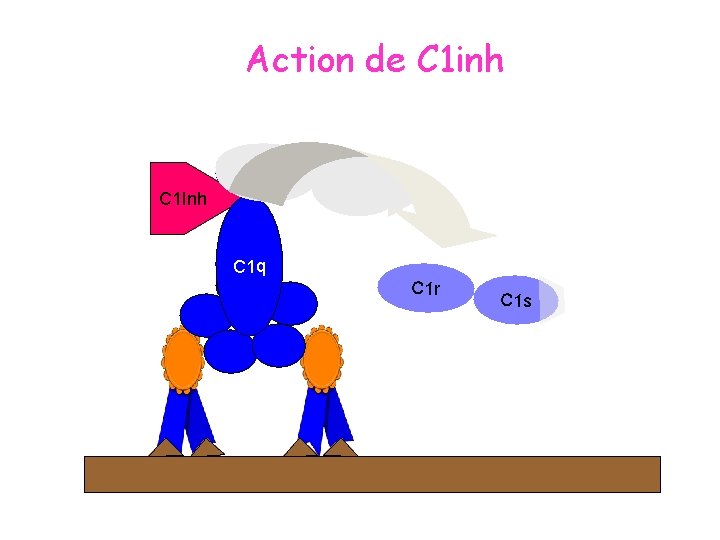 Action de C 1 inh C 1 r C 1 Inh C 1 s