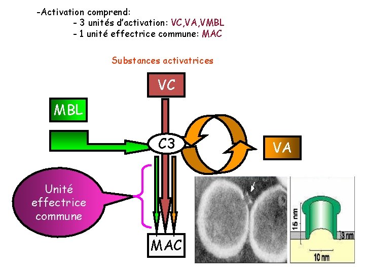 -Activation comprend: - 3 unités d’activation: VC, VA, VMBL - 1 unité effectrice commune: