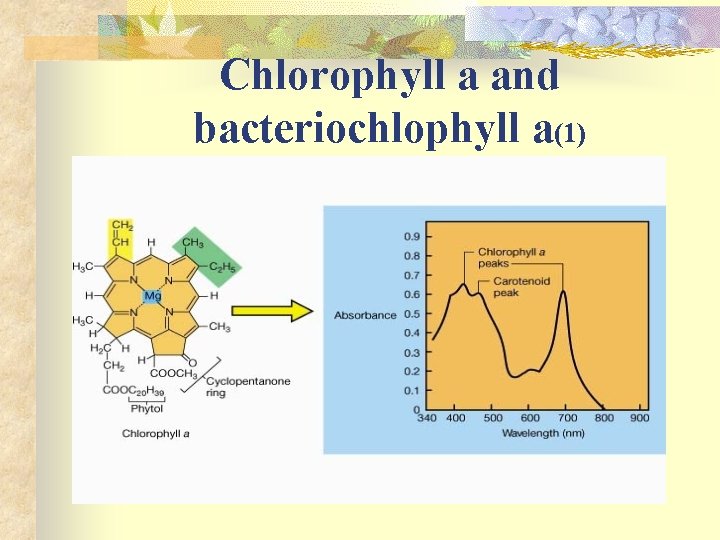 Chlorophyll a and bacteriochlophyll a(1) 