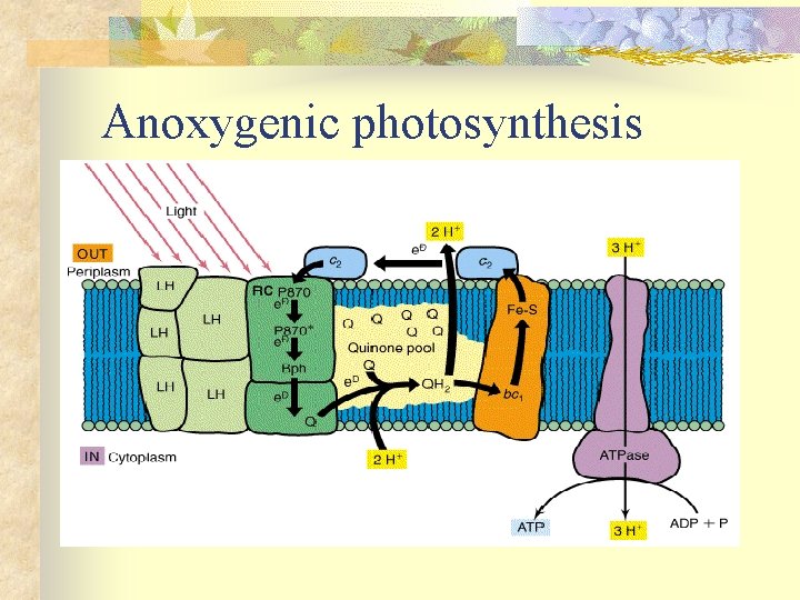 Anoxygenic photosynthesis 