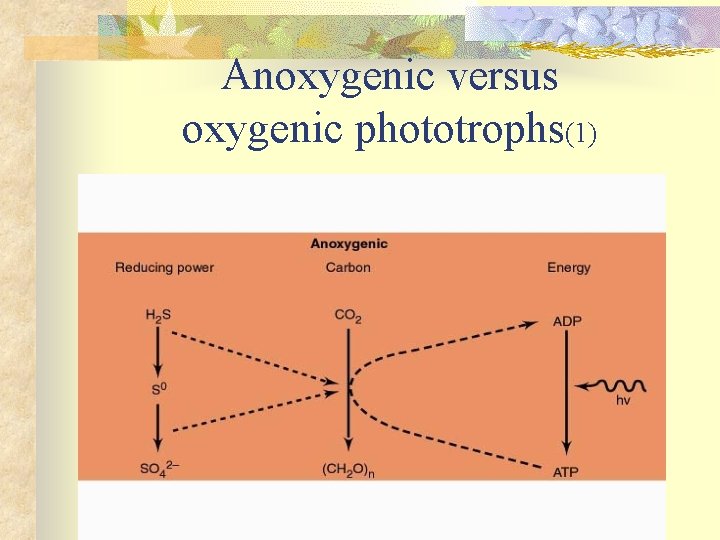 Anoxygenic versus oxygenic phototrophs(1) 