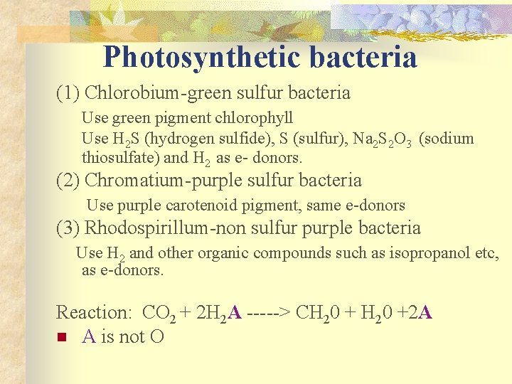 Photosynthetic bacteria (1) Chlorobium-green sulfur bacteria Use green pigment chlorophyll Use H 2 S