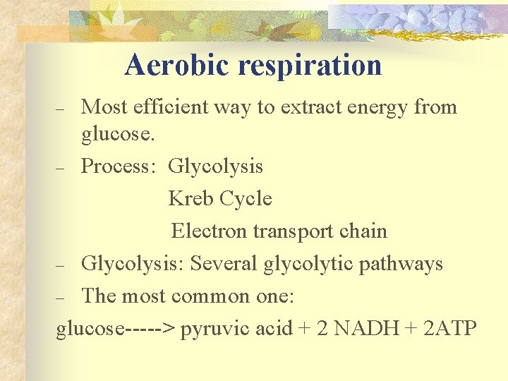 Aerobic respiration Most efficient way to extract energy from glucose. – Process: Glycolysis Kreb