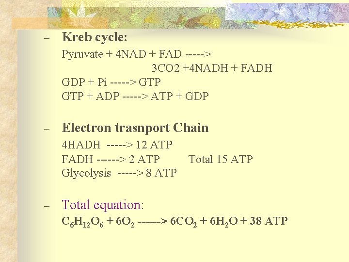 – Kreb cycle: Pyruvate + 4 NAD + FAD -----> 3 CO 2 +4