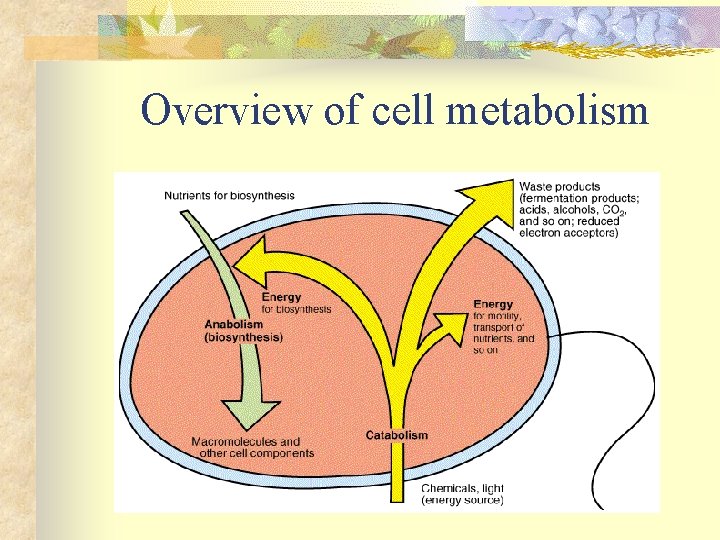 Overview of cell metabolism 