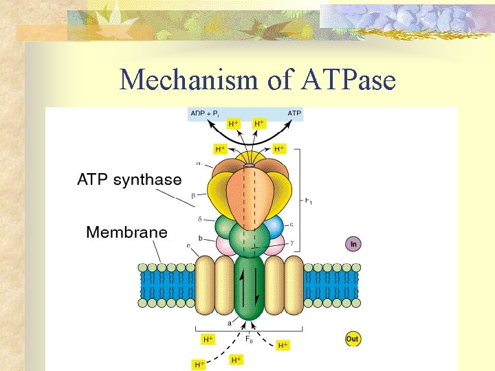 Mechanism of ATPase 