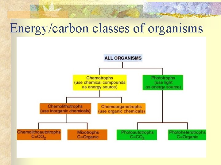 Energy/carbon classes of organisms 