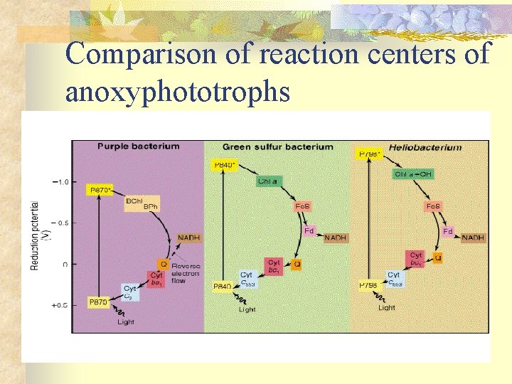 Comparison of reaction centers of anoxyphototrophs 