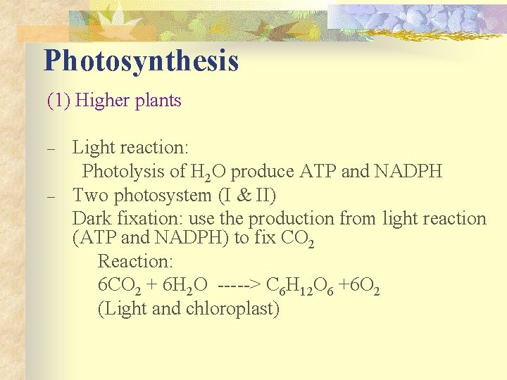 Photosynthesis (1) Higher plants – – Light reaction: Photolysis of H 2 O produce