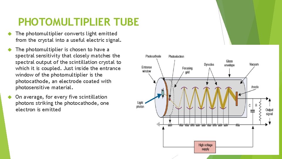 PHOTOMULTIPLIER TUBE The photomultiplier converts light emitted from the crystal into a useful electric