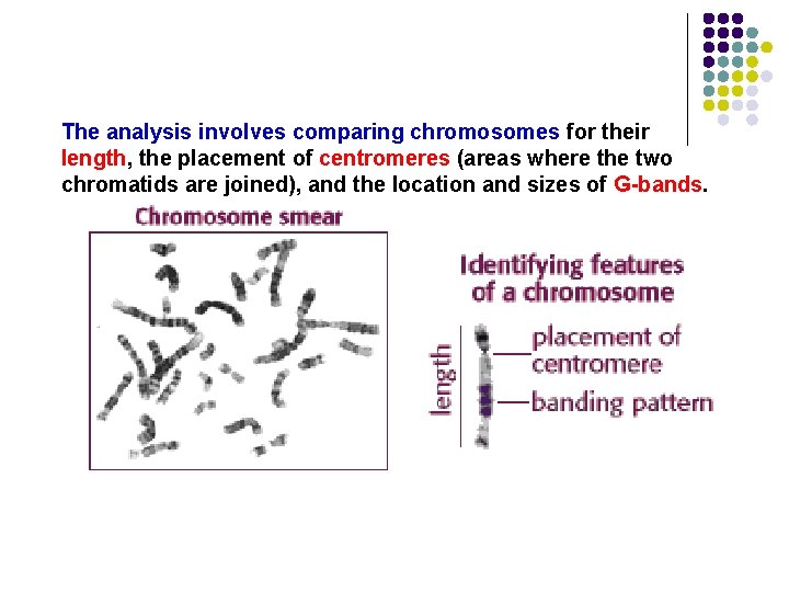 The analysis involves comparing chromosomes for their length, the placement of centromeres (areas where